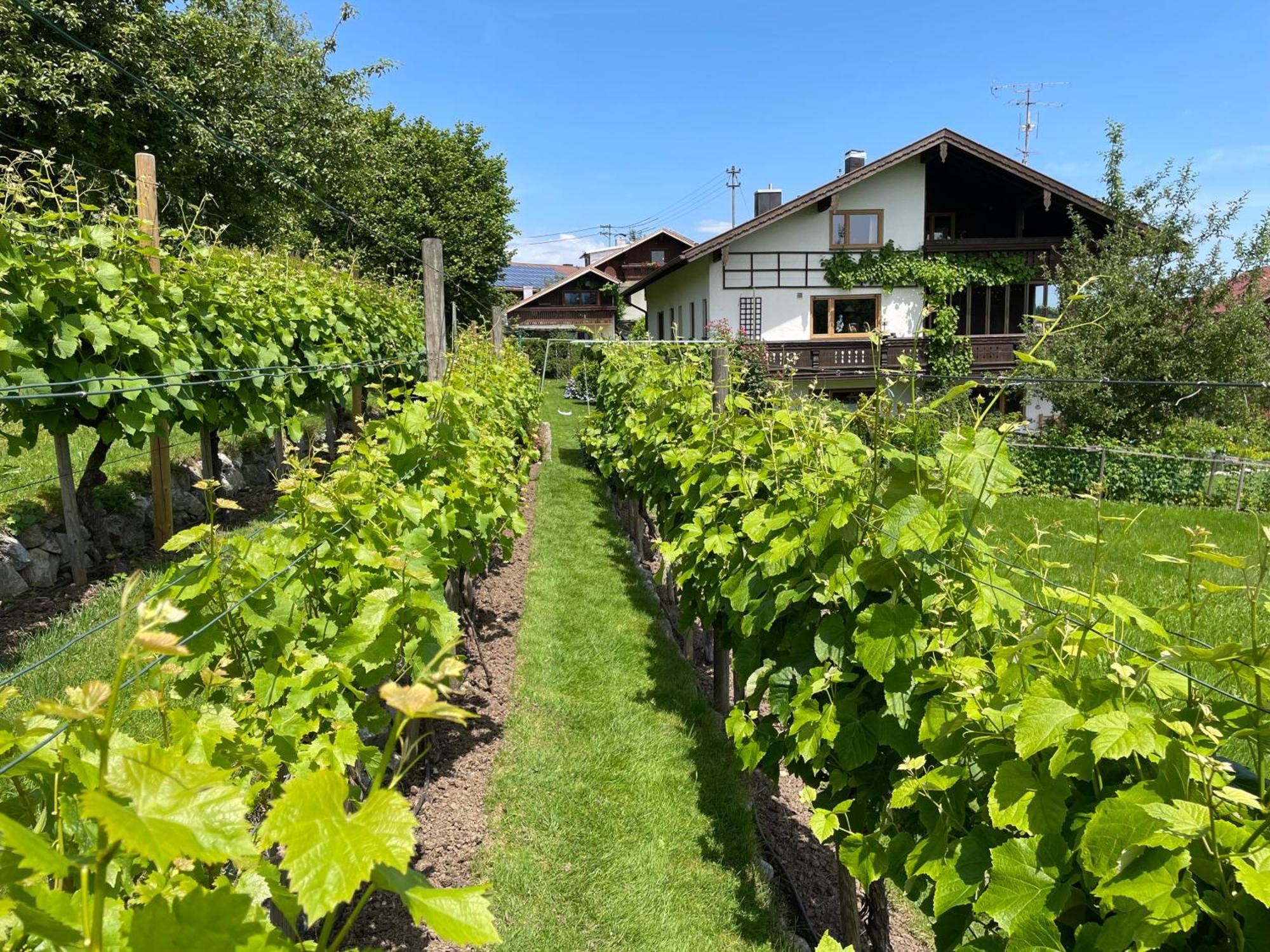 Am Weinberg *